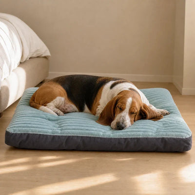 Panier Chien 100 cm : Pour Quelles Races et Comment Choisir