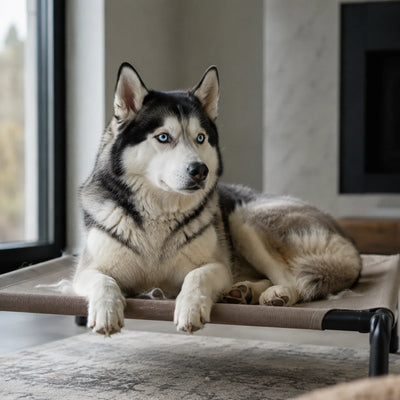 Panier Rafraîchissant pour Chien : Solutions contre la Chaleur