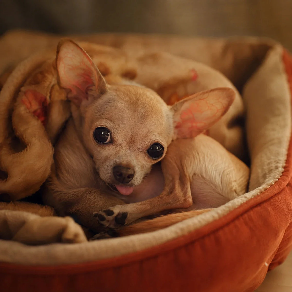 Panier pour Chien Âgé : Offrir le Meilleur Confort à un Senior