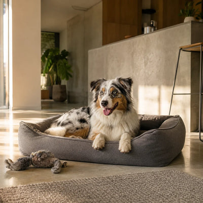Panier Chien 90 cm : Pour Quelles Races et Comment Choisir