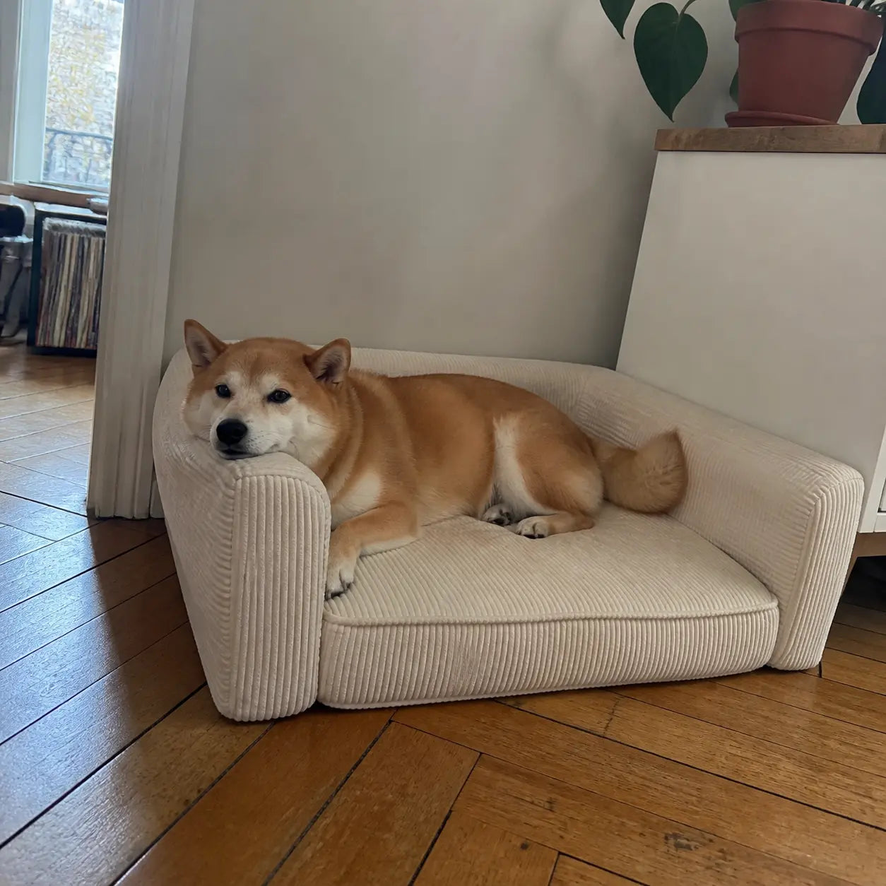 Shiba inu roux endormi dans un canape pour chien KALMO blanc creme en velours cotele dans un appartement Image