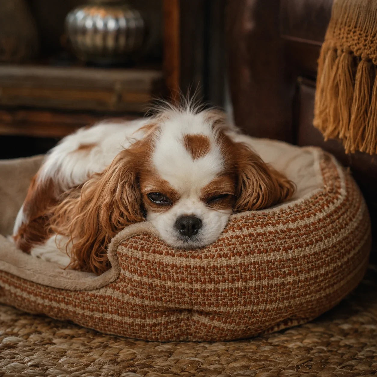 Quel Panier pour un Cavalier King Charles ? Guide Complet Image