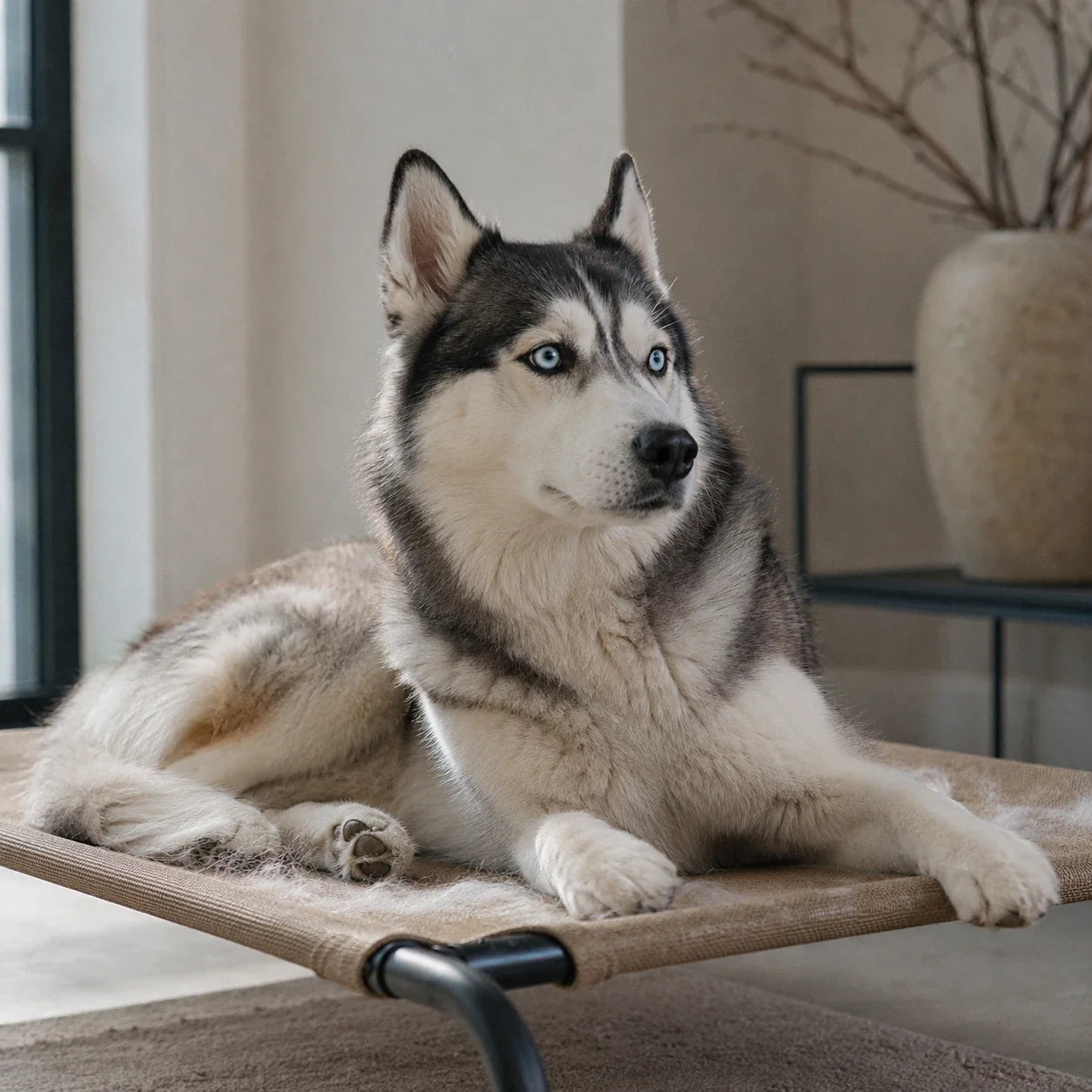 Quel Panier pour un Husky ? Guide Complet pour Cette Race Nordique Image