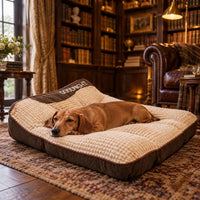 Teckel allongé dans un lit orthopédique pour chien brun foncé GOODNIGHT dans une bibliothèque de manoir